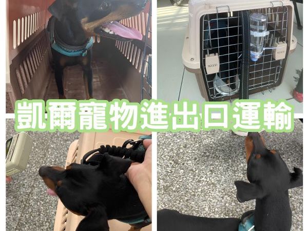 2025/09/05『新加坡』杜賓迷你犬移民飛新加坡~~~~